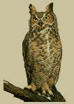 alberta's bird