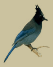 british columbia's bird