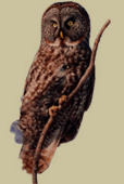 manitoba's bird