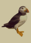 newfoundland and labrador's bird