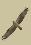 nova scotia's bird