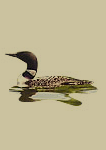 ontario's bird