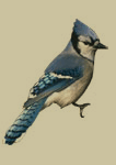 prince edward island's bird