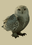 quebec's bird