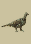 saskatchewan's bird
