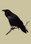 yukon's bird