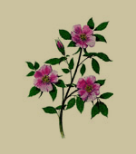 alberta's flower