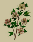 british columbia's flower