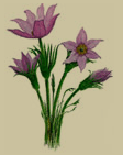 manitoba's flower