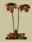 newfoundland and labrador's flower