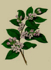 nova scotia's flower