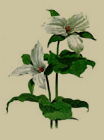 ontario's flower