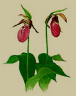 prince edward island's flower