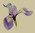 quebec's flower