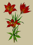 saskatchewan's flower