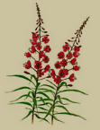 yukon's flower