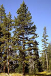alberta's tree