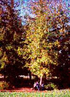 british columbia's tree