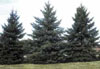 manitoba's tree