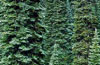 newfoundland and labrador's tree