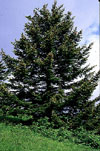 nova scotia's tree