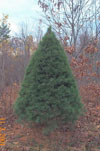 ontario's tree
