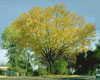 quebec's tree