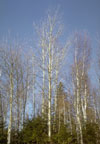 saskatchewan's tree