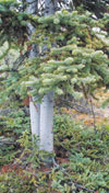 yukon's tree