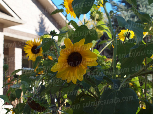 Sunflowers (1) | Cheap Stock Photo